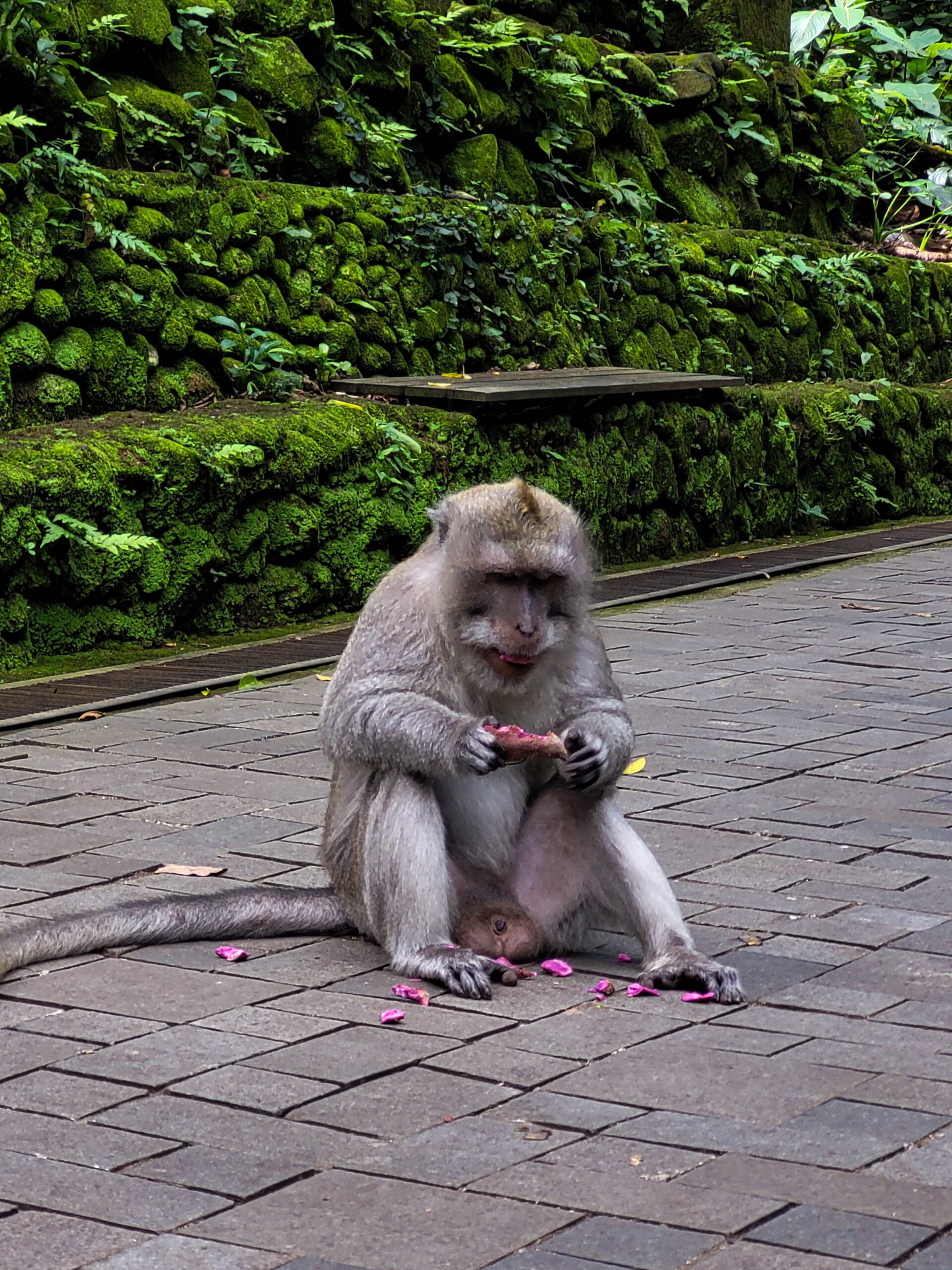 The Monkey Forest, Bali met kinderen