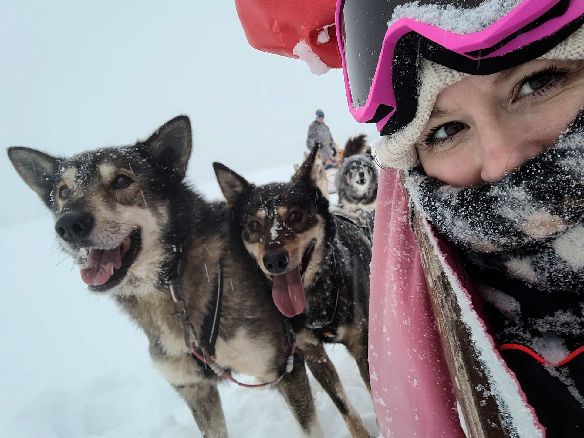 sledehonden Zuid Noorwegen. wintersport met kinderen, vakantie Noorwegen