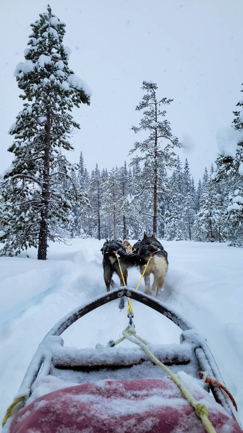 sledehonden, husky tour. Wintersport noorwegen reizen naar noorwegen